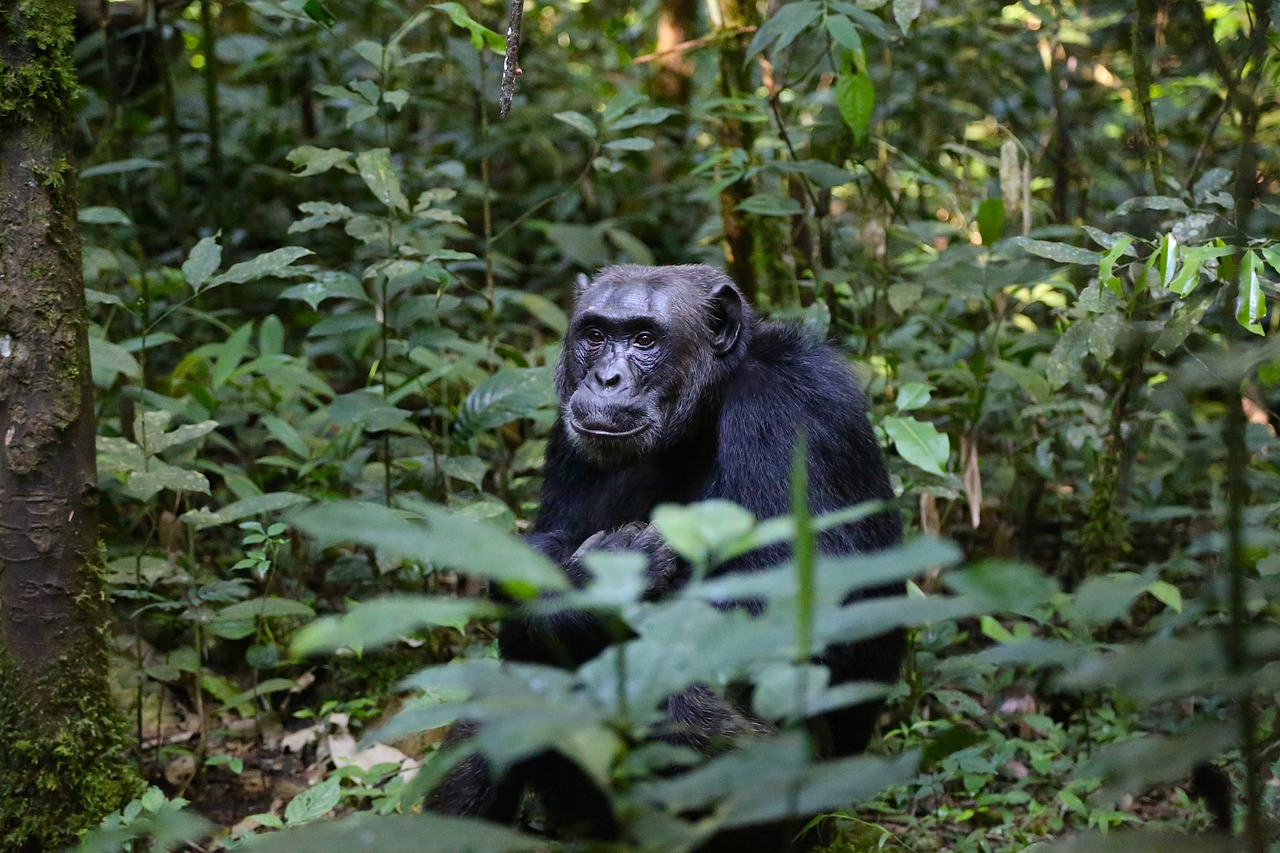 Visit The Chimpanzee Natural Habitat in Uganda 